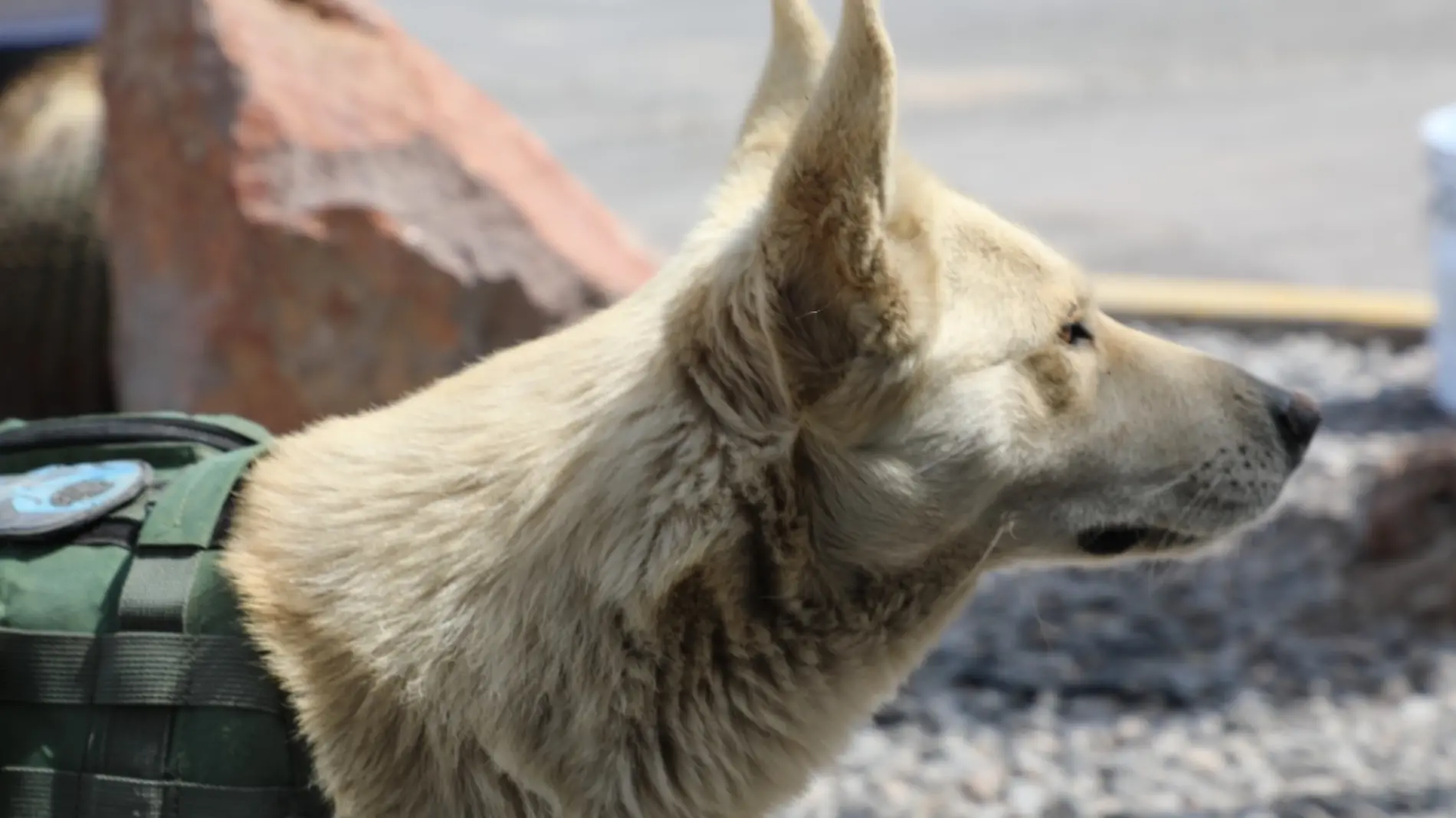 Comandante Coyote, el perrito callejero que se convirtió en policía de San Luis Potosí